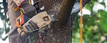 Best Fruit Tree Pruning  in Warm Springs, OR