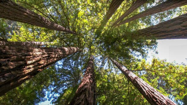 Best Storm Damage Tree Cleanup  in Warm Springs, OR