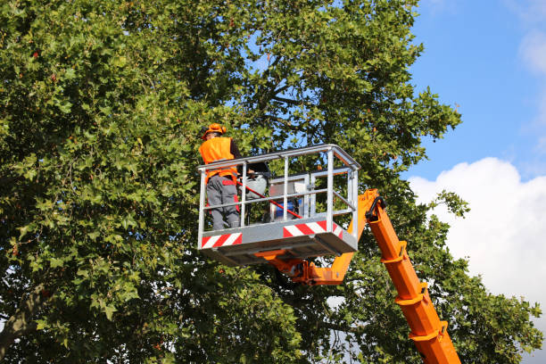 Best Commercial Tree Services  in Warm Springs, OR