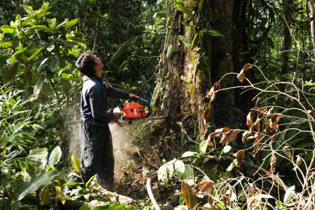 Best Tree and Shrub Care  in Warm Springs, OR