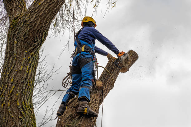 Best Hedge Trimming  in Warm Springs, OR