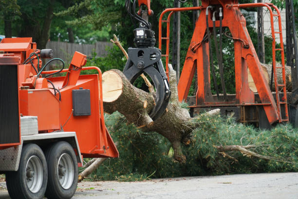 Best Emergency Tree Removal  in Warm Springs, OR