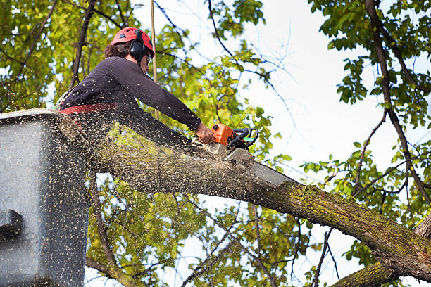 Warm Springs, OR  Tree Services Company